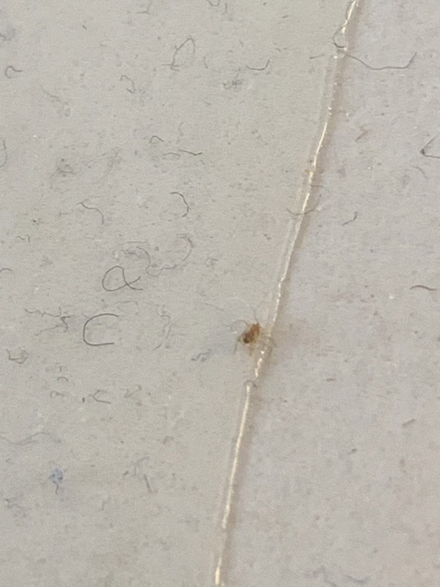 Hva slags insekter er disse? - thumbnail_Image.jpg - magneman